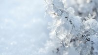 Delicate frost crystals forming intricate ice patterns on winter branches with soft bokeh background for seasonal designs and holiday decorations.
