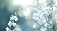 Delicate white flowers on slender green stems against soft blue bokeh background, creating ethereal atmosphere for wedding invitations or spring announcements.