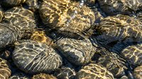 Group of venomous rattlesnakes coiled together in natural habitat showing detailed scale patterns and warning posture for wildlife education content.