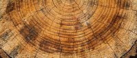 Close-up of tree ring cross-section showing annual growth patterns and wood grain texture. Useful for forestry, environmental, and nature-related projects.