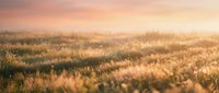 Vast boreal forest landscape at golden hour with coniferous trees blanketed in morning mist and warm sunlight, suitable for nature and environmental design projects.