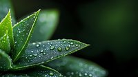 Fresh green leaves with morning dew drops against dark background, macro nature photography showing water droplets on plant foliage in garden setting.