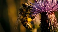 Honeybee collecting nectar from purple thistle flower with pollen baskets full of golden pollen grains during summer pollination process in natural garden habitat.