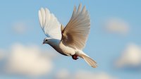 White dove flying against blue sky with spread wings, graceful pose captured in soft morning light showing peace and freedom symbolism.