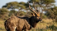Male nyala antelope with spiral horns standing in African savanna grassland with acacia trees in golden sunset light for wildlife photography.