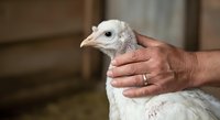 White turkey poult held in hands of farmer, showing young bird care and poultry farming practices for agricultural and livestock education.