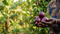 Farmer holding freshly harvested purple eggplants in hands against green garden foliage. Organic vegetable farming and sustainable agriculture concept for agricultural industry use.