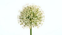 Allium flower head with delicate white and green blooms forming spherical shape on single stem against white background.