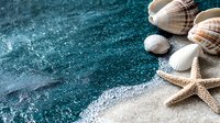 Marine seashells and starfish on turquoise textured background with sand. Natural beach composition with copy space for spa, wellness, or summer design.