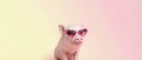 Adorable pink piglet wearing heart-shaped sunglasses on pastel gradient background. Cute farm animal portrait for summer marketing campaigns and social media.