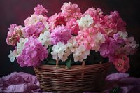 Pink and white phlox flowers arranged in woven basket against dark background, fresh spring garden blooms with delicate petals and green foliage create romantic mood.