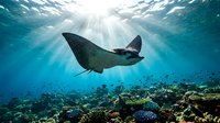 Majestic manta ray gliding gracefully over vibrant coral reef in crystal clear tropical waters with sunbeams streaming from surface above marine ecosystem.