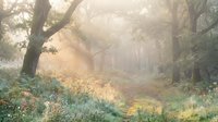 Misty forest path lined with tall trees and golden morning light filtering through fog, ideal for nature and woodland backgrounds.