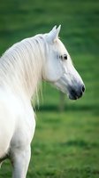 White horse head profile with flowing mane against green pasture background for equestrian and nature photography projects.