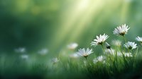 White daisies growing in green grass with soft bokeh background and sunlight rays creating dreamy spring atmosphere. For nature and garden designs.