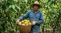 Middle-aged Hispanic male farmer in straw hat and denim shirt holding wicker basket full of fresh yellow bananas in tropical plantation orchard for agriculture harvest.