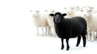 Black sheep stands out against white flock in minimalist composition, symbolizing individuality, uniqueness and contrast on bright background.