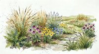 Watercolor wildflower meadow with native grasses and colorful blooms in natural landscape setting for botanical illustration and nature design projects.