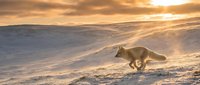 Arctic fox running across snowy landscape during golden hour sunset with dramatic lighting and winter wilderness scenery for wildlife photography.