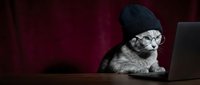 Adorable gray tabby kitten wearing knitted beanie hat sitting at laptop computer on wooden desk against burgundy background for cute pet technology concept.