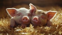 Two adorable piglets lying together in golden straw with warm sunlight creating a cozy farm atmosphere for agricultural and livestock content.