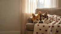 Two adorable corgi dogs resting together on cozy living room sofa with patterned blanket during golden hour sunlight streaming through curtains.