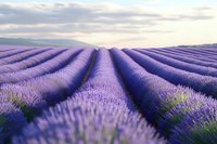 Endless rows of vibrant purple lavender fields stretching toward distant mountains under soft cloudy sky at sunset.