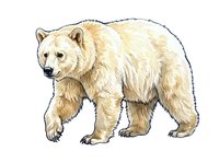 Cream-colored bear walking forward with detailed fur texture and shading, isolated on white background, suitable for wildlife design, educational materials, and commercial applications.