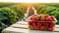 Fresh ripe strawberries in plastic container on wooden crate at organic farm field during golden hour sunset for healthy eating and agriculture concepts.
