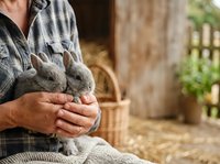 Farmer holding young rabbit in hands at rural farm setting with wooden barn and hay in background.