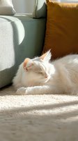 White fluffy cat sleeping peacefully in warm sunlight on carpet near couch with mustard yellow pillow, creating cozy home atmosphere with natural lighting effects.