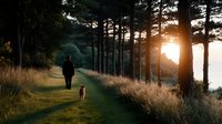 Person walking dog on forest path during golden hour sunset with warm sunlight filtering through pine trees and tall grass creating peaceful outdoor recreation scene.