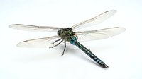 Dragonfly with transparent wings and dark blue-green segmented body displayed against white background, suitable for nature, wildlife, educational, and scientific publications.
