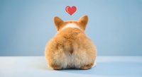 Adorable orange corgi puppy sitting with back turned showing fluffy bottom against blue background with red heart symbol above for pet love concept.