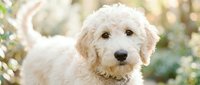 Adorable cream-colored goldendoodle puppy with curly fur sitting outdoors in natural garden setting with soft bokeh background for pet care content.