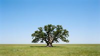 Majestic solitary oak tree standing in vast green meadow under clear blue sky, ideal for landscape and nature backgrounds.