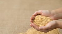 Close-up of hands holding golden quinoa seeds over blurred grain background, suitable for food, nutrition, and agriculture content.