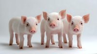 Three adorable pink piglets standing in a row against white background, showing curious expressions and perked-up ears. Clean isolated photo for agricultural and farming concepts.