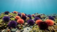 Colorful sea urchins cluster on rocky ocean floor in vibrant underwater marine ecosystem with purple and orange spiny echinoderms creating natural reef habitat.
