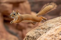 Red squirrel leaping between rocks in mid-air motion, displaying agile movement and fluffy tail against blurred natural sandstone background in wilderness setting.