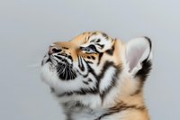Adorable tiger cub looking up, close-up portrait on a light gray background, showcasing striking stripes and curious expression.