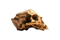 Ancient primate skull fossil specimen isolated on white background, showing detailed bone structure and evolutionary features. Suitable for scientific publications.