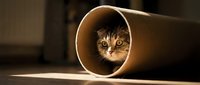 Tabby cat peeking out from inside a cardboard tube with curious expression, playful pet behavior and enrichment toy concept.