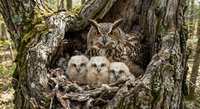 Great horned owl family with mother and three fluffy owlets nestled in tree hollow nest surrounded by textured bark and moss in natural forest habitat.