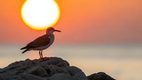 Seagull silhouette perched on rocky cliff during golden sunset over calm ocean waters creating peaceful coastal scene for nature and wildlife photography.