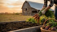 Farmer harvesting fresh organic carrots from raised garden bed at sunset with rustic barn in background. Agricultural lifestyle and sustainable farming concept.