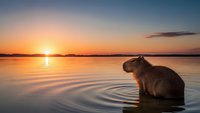 Capybara standing in calm water during golden hour sunset with orange sky reflection and peaceful lake atmosphere creating tranquil wildlife scene.