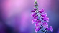Purple foxglove flowers bloom against blurred violet background, creating dreamy natural composition with soft bokeh effect and delicate floral details.