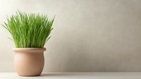 Fresh green wheatgrass growing in terracotta pot against neutral wall background, minimalist composition with copy space for wellness and healthy lifestyle concepts.