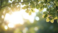 Fresh green leaves backlit by soft morning sunlight creating natural bokeh effect and dreamy atmosphere, spring or summer nature background.